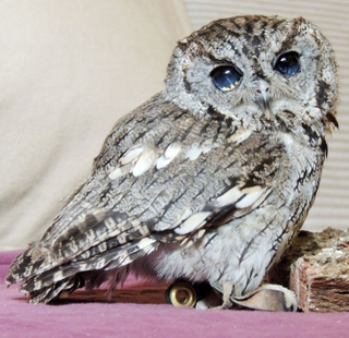 Illustration for article titled This Blind Screech Owl Has Eyes That Are Impossible To Believe